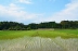 田植え　２.jpg