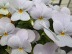 IMG_4444.jpg
