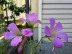 IMG_4491.jpg IMG_4491.jpg