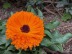 IMG_4296.jpg
