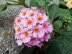 IMG_4772.jpg IMG_4772.jpg